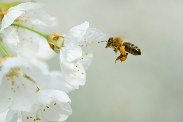 cerise de bessenay fleur abeille